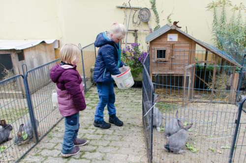 Anschließend bekommen die Kaninchen frisches Grünfutter. Grünfutter für die Kaninchen