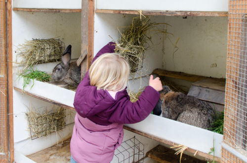 Außerdem bekommen die Nager noch eine Portion Heu. Heu für die Kaninchen