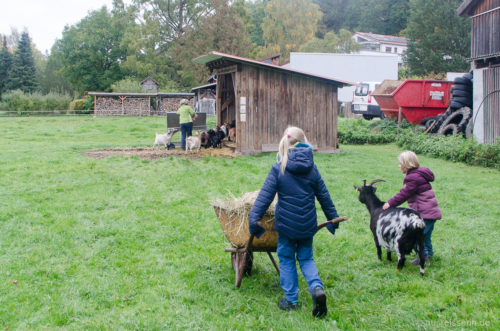 Als nächstes werden die Ziegen gefüttert. Futter für die Ziegen
