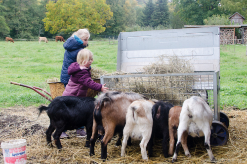 Die Mädels füllen Heu für die Ziegen in den Futterplatz.