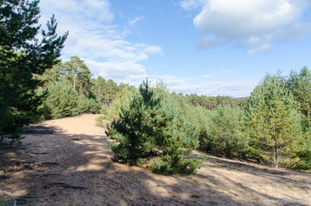 Ausblick auf die Sanddünen, die während der letzten Eiszeit entstanden sind. Ausblick auf die Altdorfer Sanddünen
