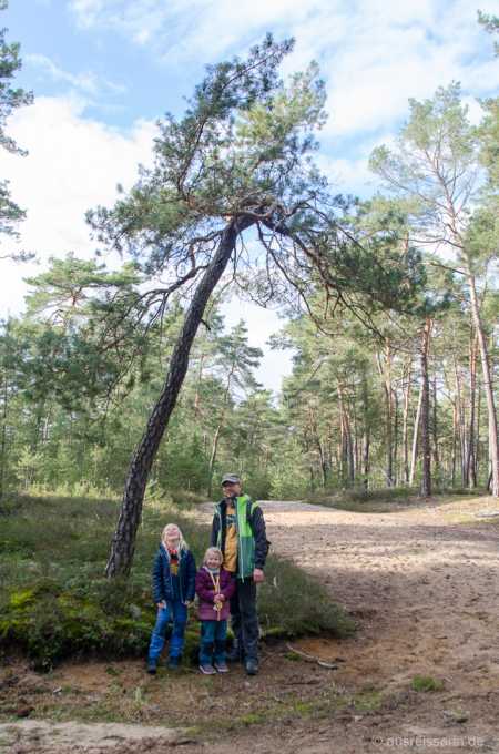 Sandwege zwischen Kiefern - mitten in Bayern! Familienfoto unter einer Kiefer