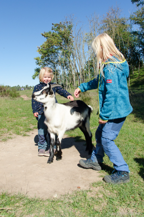 Die neugierige Pfauenziege hat auch meine Mädels angeknabbert. Neugierige Pfauenziege