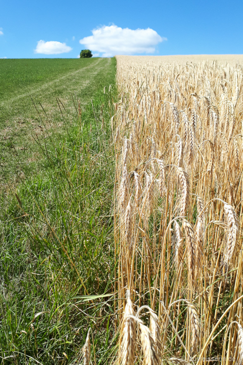 Ich liebe solche Kontraste! Kontrast: Kornfeld und Wiese